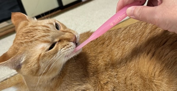 飼い主が持つ歯ブラシを噛んで遊ぶソラ。ピンクの歯ブラシをくわえて、少し気持ちよさそうな表情をしている。