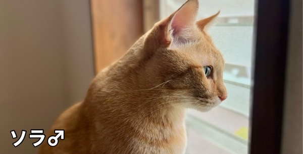 穏やかな表情で外を見つめるソラくん(茶トラ)。自然光に包まれ、静かな午後のひとときを過ごす姿。