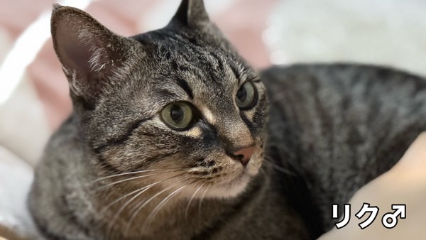 真剣なまなざしのキジトラ猫リク。穏やかで食いしん坊。ふっくら体型の丸顔の猫。