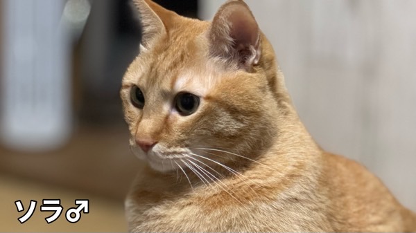 優しい目をした茶トラ猫ソラ。少し考え込むような落ち着いた姿。