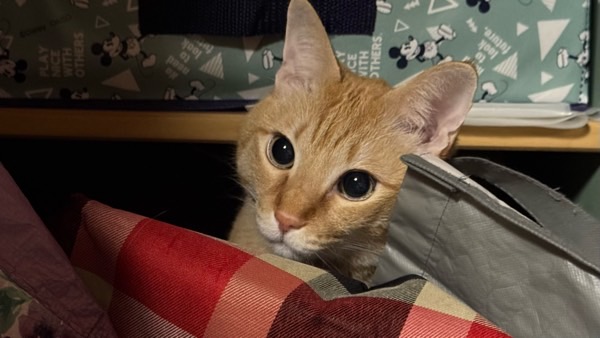 押し入れの中から顔をのぞかせる茶トラ猫。好奇心いっぱいのまんまるな瞳が可愛い