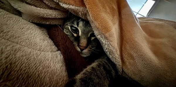 毛布を捲ると中からひょっこり顔を出すキジトラ猫。ぬくもりに包まれてうとうとする様子