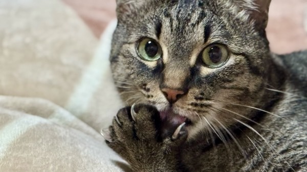 自分の前足をペロペロ舐めてグルーミングするキジトラ猫。真剣な目つきで毛づくろいしている姿。