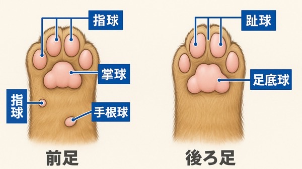 猫の前足と後ろ足の肉球の名前を示した図解。指球・掌球・手根球・足底球・趾球の位置がわかるイラスト。