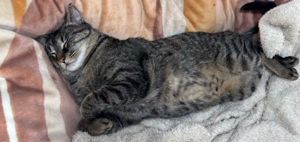 暖かい毛布の上でお腹を見せて、安心しきった表情でぐっすり眠るキジトラ猫（リク）。