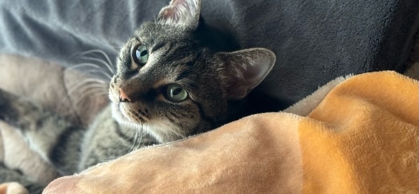 柔らかい毛布の上でリラックスしながら、優しい目でこちらを見つめるキジトラ猫（リク）。