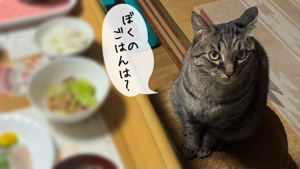 食卓の端で、ごはんを期待するようにこちらを見上げるキジトラ猫。「ぼくのごはんは？」とメッセージが添えられた可愛い催促シーン