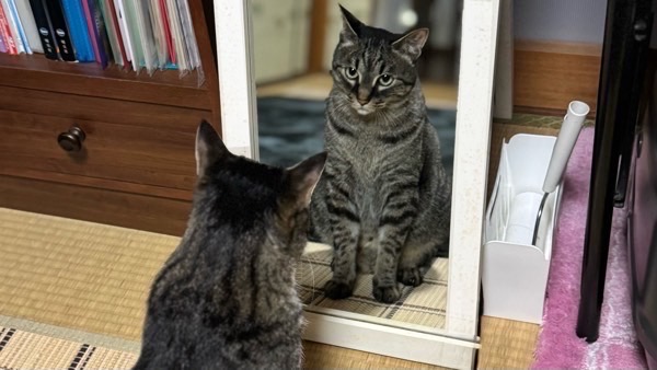 鏡の前に座り、自分の姿を真剣に見つめるキジトラ猫。何か不思議に思っているような表情が可愛い