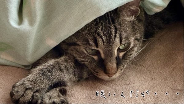 布団の下から眠そうな目でじっとこちらを見つめるキジトラ猫。「眠いんだが…」という表情が可愛い寝起きのワンシーン