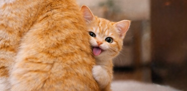 大きな母猫の後ろから顔をのぞかせる子猫。少し舌を出した無邪気な表情が可愛い瞬間。