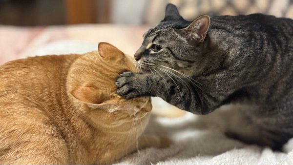茶トラ猫の頭に前足を置き遊びに誘うキジトラ猫。じゃれ合うような猫同士のふれあい。