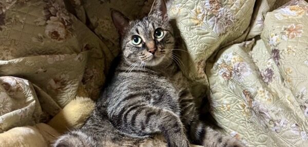 ソファの上でくつろぎながらこちらを見つめるキジトラ猫。落ち着いた表情が可愛らしい一枚。