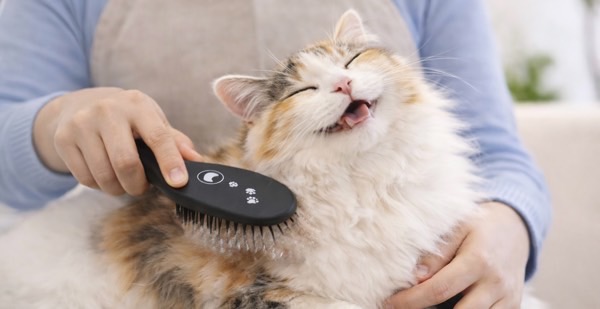 背中を優しくブラッシングされて気持ちよさそうに笑う長毛三毛猫