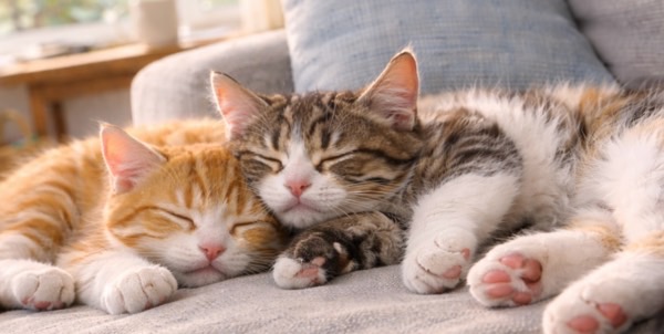 寄り添って眠る茶トラとキジ白の猫の春のくつろぎ時間