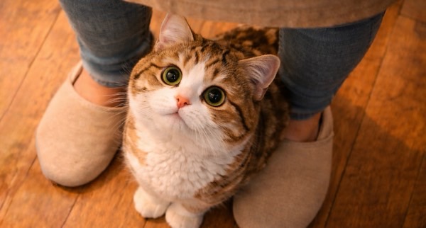 いつもより慌ただしい様子に、飼い主の足元で不安そうに見上げる猫の表情