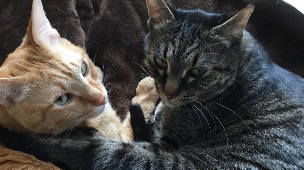 寄り添ってくつろぐ2匹の飼い猫。普段は穏やかな猫たちの日常風景。