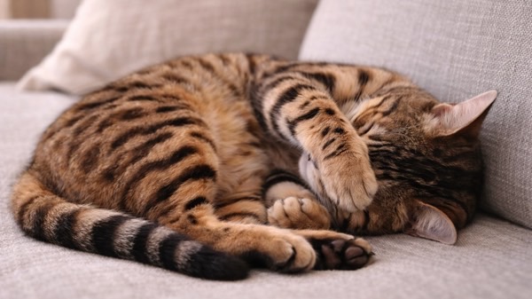 ソファで丸まりながら前足で目を覆って眠るベンガル猫