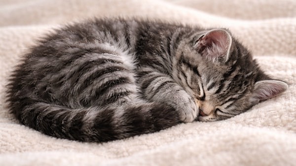 ベージュの毛布の上で体を小さく丸めてニャンモナイトの姿で眠るキジトラの子猫