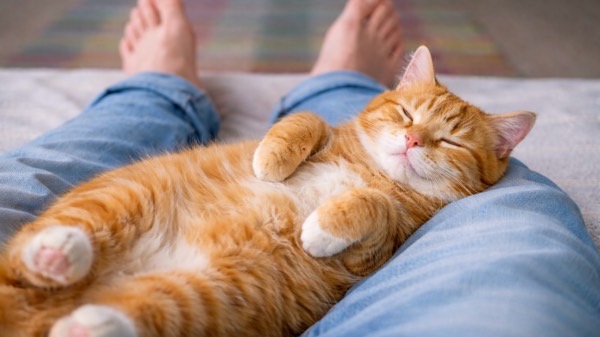 飼い主の足の間で仰向けに眠る茶トラ猫の安心して身を委ねた寝姿