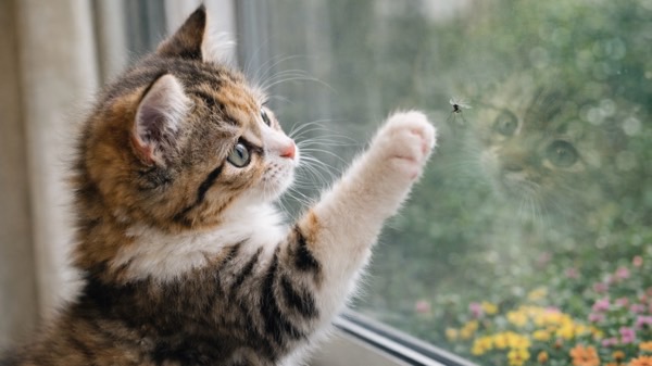 窓ガラスに止まった小さな虫を前足で追いかける好奇心旺盛な子猫