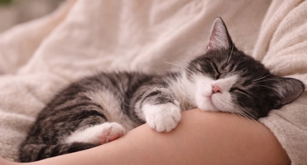 飼い主の腕を枕にしてすやすや眠るキジ白の子猫の信頼を感じる密着寝