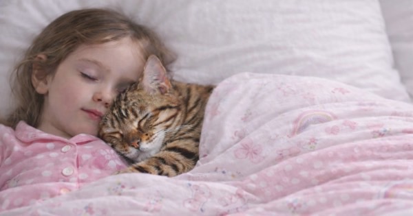 子どもと一緒に布団で腕枕のように寄り添って眠るベンガル猫