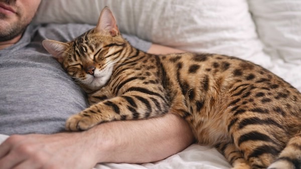 男性の腕に体を預けて安心しきった表情で眠るベンガル猫の腕枕寝姿