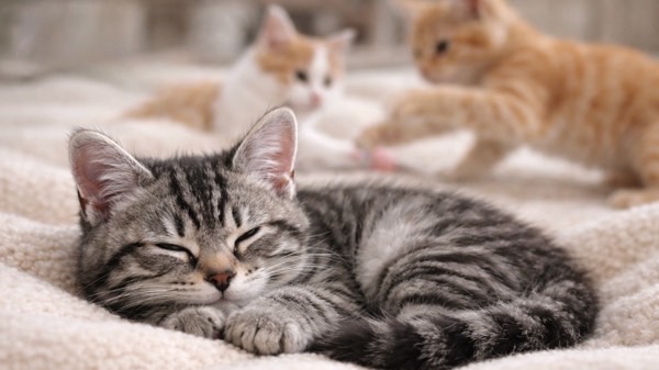 奥で遊ぶ子猫たちを気にしながら、手前で丸まって眠るキジトラの子猫