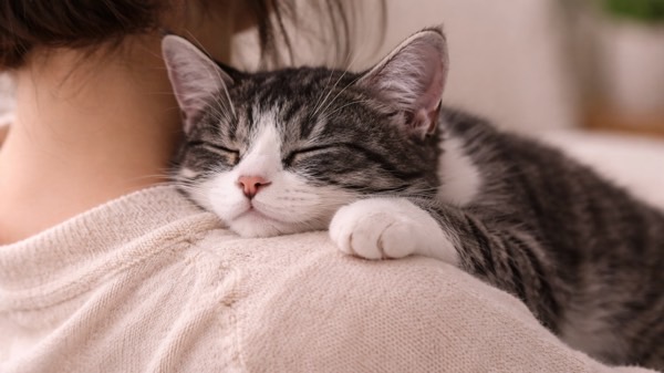 飼い主の肩に顎を乗せて甘えながら眠るキジ白猫の穏やかな表情