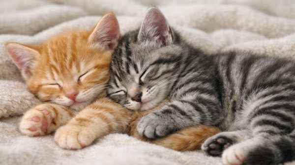 茶トラとサバトラの子猫が体を寄せ合い、安心しきった表情で寄り添って眠っている姿