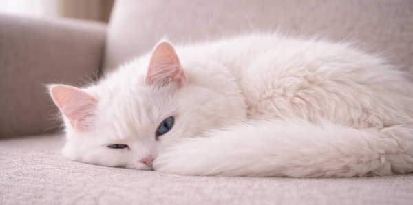 ソファの上で体を丸め、片目を薄く開けて辺りを伺う白猫