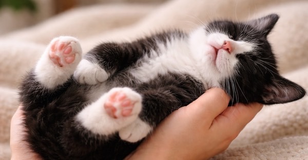 飼い主の手の上で安心しきって仰向けに眠る白黒の子猫
