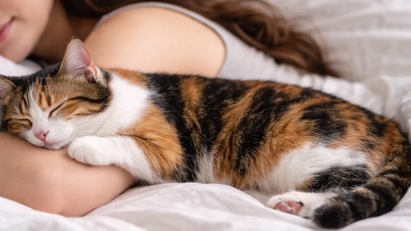 女性の腕に体を預けて安心した様子で眠る三毛猫