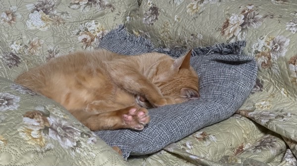 クッションの上で体を横にし、前足で顔を隠すようにして眠る茶トラ猫の深いリラックス姿