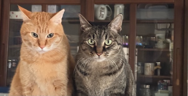 室内で並んで座り、正面をじっと見つめる茶トラ猫（ソラ）とキジ猫（リク）