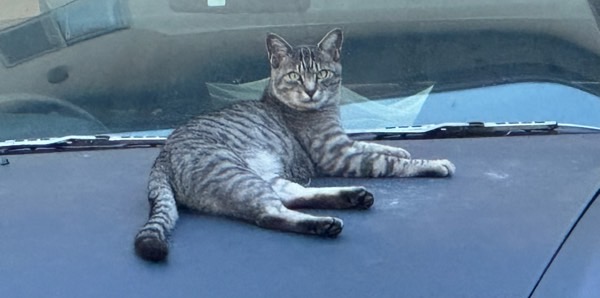 車のダッシュボードの上でくつろぎながらこちらを見つめる野良のキジ猫