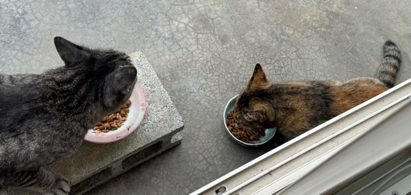 家の外で並んでキャットフードを食べている2匹の野良猫の後ろ姿