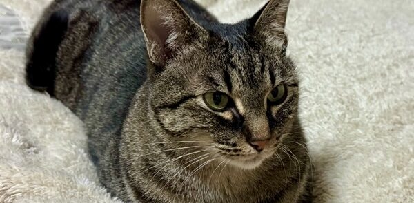 カーペットの上で香箱座りの姿勢のまま、目を開けてくつろいでいるキジトラ猫