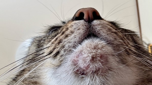 猫の顎に赤みと炎症が出ている初期の猫ニキビの様子