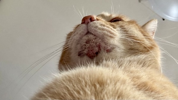 茶トラ猫の顎に広がった猫ニキビの炎症と赤みの様子