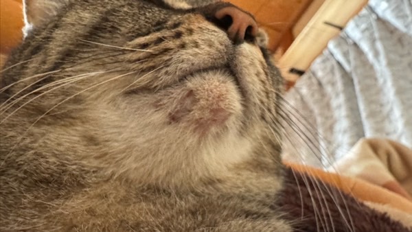 キジトラ猫の顎にできた赤い猫ニキビの状態