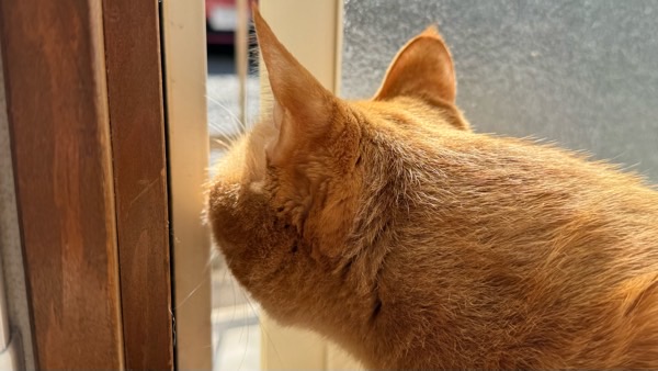 ドアの隙間から外の様子を興味津々で覗き込む茶トラ猫