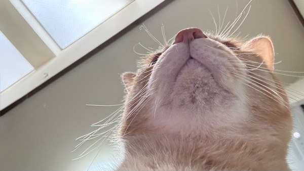 治療中の猫の顎の状態と少し落ち着いてきた炎症の様子