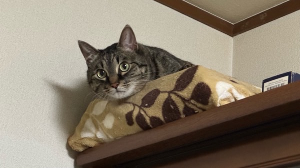 棚の上で警戒しながら下の様子をうかがうキジトラ猫