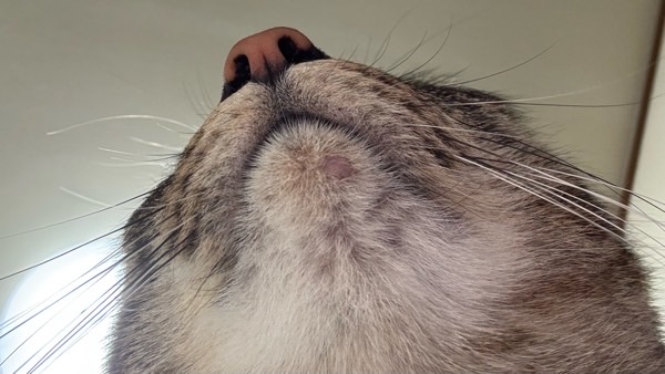 猫ニキビ治療後に改善してきた顎の皮膚の状態