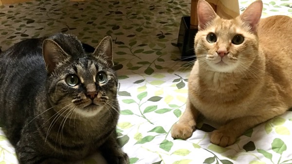 並んでこちらを見る2匹の猫 室内で仲良く過ごす様子