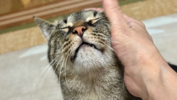 飼い主に頬を撫でられて気持ちよさそうに目を閉じる猫