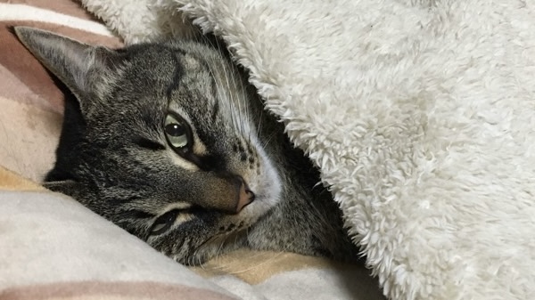 一度目が覚めても、そのまま飼い主の布団で寝直すキジトラ猫