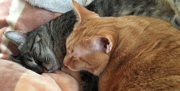 寄り添って眠る2匹の猫 安心して過ごしている様子