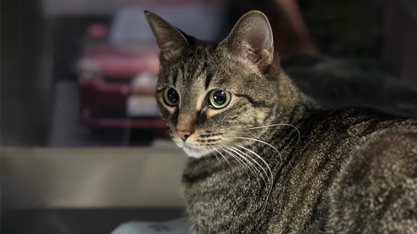 飼い主が別の猫を撫でているのに気づいて振り向くキジトラ猫の様子